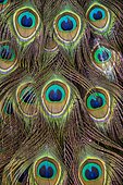 Peacock tail detail (Pavo cristatus), Germany.