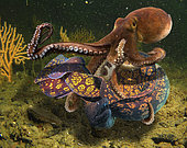 Dramatic fight between an octopus and a moray eel. The moray makes a knot on itself that runs over the body and frees it from the tantacles of the octopus. Portugal