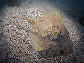 Thorny skate, Amblyraja radiata. Is found in the northeast and northwest Atlantic at depths of 18é1,400 m. It's occasionally landed as bycatch of demersal fisheries. Portugal