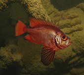 Longfin Bulleye, Cookeolus japonicus. It's circumglobal species distributed in tropical and tropically influenced seas. Within Europe, it is known from Madeira and the Azores. The depth range for this species is 40-400 m, usually 165-200 m. Is caught occasionally on deep hand lines or other rigs. Azores, Portugal