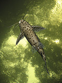 Blackspotted squeaker, Synodontis nigromaculatus ?. Composite image. Portugal. Composite image