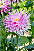 Dahlia 'Look at me' en fleur dans un jardin