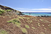 The shore at Ovahe with its creek, endemic flora zone in danger, Easter Island, Chile