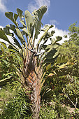 White Bird of Paradise (Strelitzia alba), Botanical Garden, Hanga Roa, Easter Island, Chile