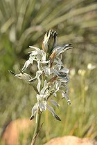 Chloraea multiflora, Orchidaceae, Cerro Mauco, Quintero, V Region of Valparaiso, Chile