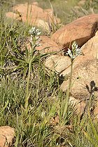 Chloraea multiflora, Orchidaceae, Cerro Mauco, Quintero, V Region of Valparaiso, Chile