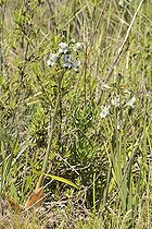 Chloraea suaveolens, Orchidaceae, Cerro Mauco, Quintero, V Region of Valparaiso, Chile