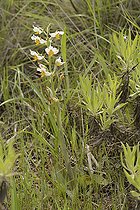 Gavilea longibracteata, Orchidaceae endemic to Chile, Cerro Mauco, Quintero, V Region of Valparaiso, Chile
