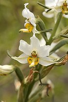 Gavilea longibracteata, Orchidaceae endemic to Chile, Cerro Mauco, Quintero, V Region of Valparaiso, Chile