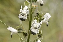 Chloraea suaveolens, Orchidaceae, Cerro Mauco, Quintero, V Region of Valparaiso, Chile