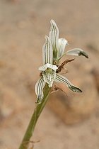 Chloraea multiflora, Orchidaceae, Cerro Mauco, Quintero, V Region of Valparaiso, Chile