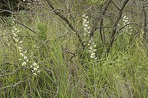 Gavilea longibracteata, Orchidaceae endemic to Chile, Cerro Mauco, Quintero, V Region of Valparaiso, Chile