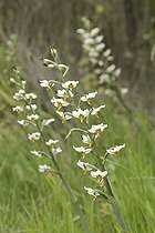 Gavilea longibracteata, Orchidaceae endemic to Chile, Cerro Mauco, Quintero, V Region of Valparaiso, Chile