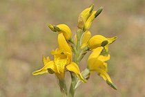 Chloraea barbata, Orchidaceae, Canelillo, around Colliguay, V Region of Valparaiso, Chile