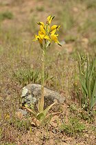 Chloraea barbata, Orchidaceae, Canelillo, around Colliguay, V Region of Valparaiso, Chile
