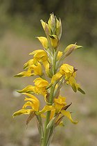 Chloraea barbata, Orchidaceae, Canelillo, around Colliguay, V Region of Valparaiso, Chile