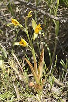 Chloraea disoides, Orchidaceae endemic to Chile, hills of Viña del Mar, V Region of Valparaiso, Chile