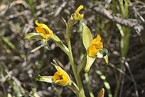 Chloraea disoides, Orchidaceae endemic to Chile, hills of Viña del Mar, V Region of Valparaiso, Chile