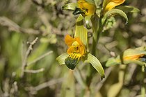 Chloraea disoides, Orchidaceae endemic to Chile, hills of Viña del Mar, V Region of Valparaiso, Chile