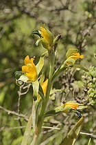 Chloraea disoides, Orchidaceae endemic to Chile, hills of Viña del Mar, V Region of Valparaiso, Chile