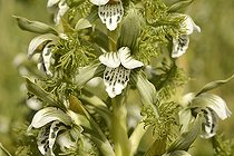 Bipinnula fimbriata, Orchidaceae endemic to Chile, Concon, V Region of Valparaiso, Chile
