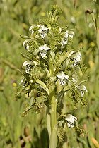 Bipinnula fimbriata, Orchidaceae endemic to Chile, Concon, V Region of Valparaiso, Chile