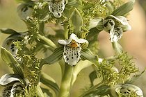 Bipinnula fimbriata, Orchidaceae endemic to Chile, Concon, V Region of Valparaiso, Chile