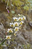 Gavilea longibracteata, Orchidaceae endemic to Chile, Parque nacional La Campana, V Region of Valparaiso, Chile