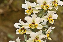Gavilea longibracteata, Orchidaceae endemic to Chile, Parque nacional La Campana, V Region of Valparaiso, Chile