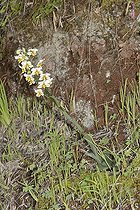 Gavilea longibracteata, Orchidaceae endemic to Chile, Parque nacional La Campana, V Region of Valparaiso, Chile