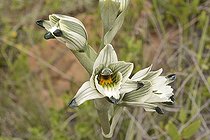 Chloraea bletioides, Orchidaceae endemic to Chile, Cerro Mauco, Quintero, V Region of Valparaiso, Chile