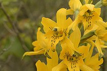 Chloraea gavilu, Orchidaceae, Cerro Mauco, Quintero, V Region of Valparaiso, Chile