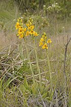 Chloraea gavilu, Orchidaceae, Cerro Mauco, Quintero, V Region of Valparaiso, Chile