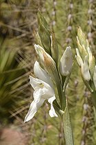 Chloraea crispa, Orchidaceae endemic to Chile, VIII Region of Biobío and IX Region of Araucania, Chile