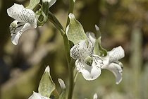 Chloraea galeata, Orchidaceae endemic to the central regions of Chile