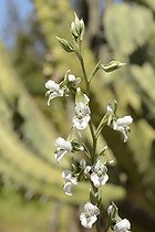 Chloraea galeata, Orchidaceae endemic to the central regions of Chile