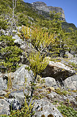 Chinese Lantern (Misodendrum punctulatum), Misodendraceae, semi-parasitic False Beech (Nothofagus) plant, Balmaceda Mountain Sector, Bernardo O'Higgins National Park, XII Magallanes and Chilean Antarctic Region