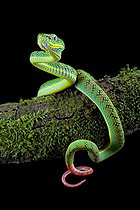 Palawan Pit Viper (Trimeresurus schlutzei) juvénile on black background