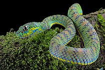 Palawan Pit Viper (Trimeresurus schlutzei) juvénile on black background