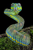 Palawan Pit Viper (Trimeresurus schlutzei) juvénile on black background