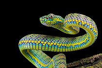 Palawan Pit Viper (Trimeresurus schlutzei) juvénile on black background
