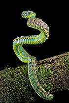 Palawan Pit Viper (Trimeresurus schlutzei) juvénile on black background