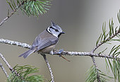 Crested tit (Lophophanes cristatus) perched on a pine tree branch, Scotland