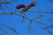 Eurasian red squirrel (Sciurus vulgaris), jumping , Lorraine, France