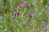 Purple viper's-bugloss (Echium plantagineum), Portugal
