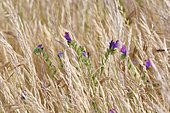 Purple viper's-bugloss (Echium plantagineum), Portugal