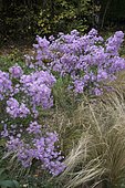 Aster (Aster ericoides) 'Pink Star', Feather grass (Stipa tenuissima), garden in autumn, Ariège, France