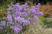 Aster (Aster ericoides) 'Pink Star', Feather grass (Stipa tenuissima), Griffith 's Spurge (Euphorbia griffithii), garden in autumn, Ariège, France