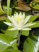 Nymphaea 'Golden Queen'