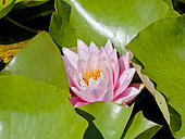 Nymphaea 'Rose Arey'